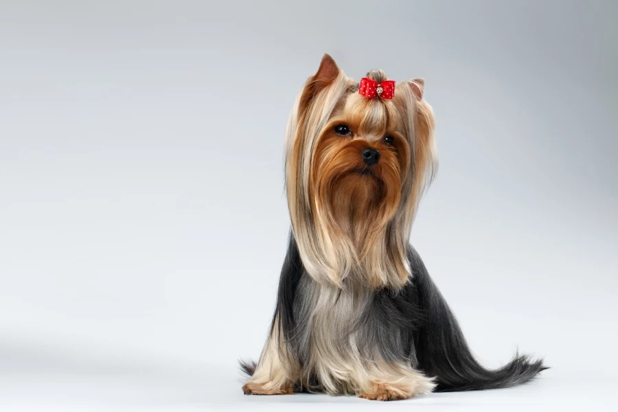 Yorkshire Terrier Dog 