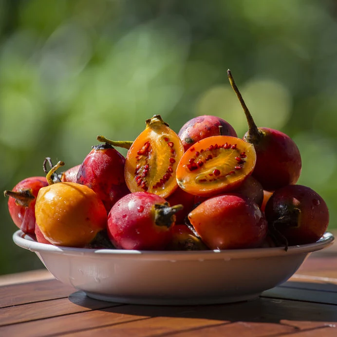 Możesz wyhodować tamarillo 