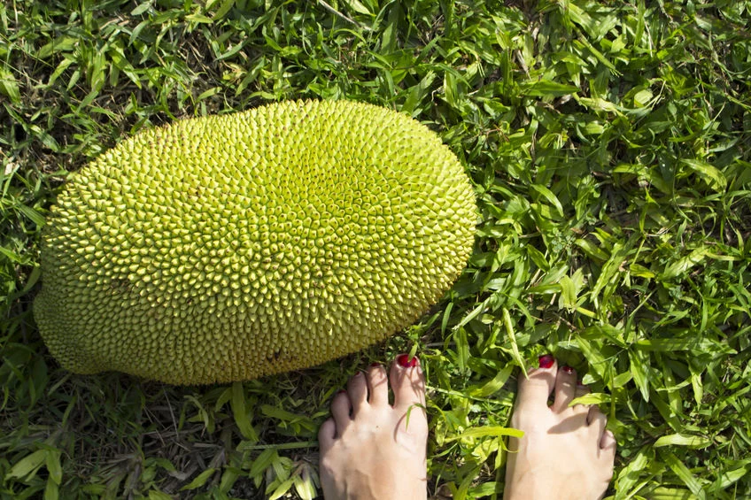 Jackfruit - gigantyczny owoc 