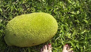 Jackfruit - gigantyczny owoc 