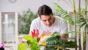 Czym czyścić liście roślin doniczkowych?