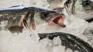 Jakie ryby jeść? Które mogą nam zaszkodzić? 