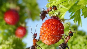 Jak odstraszyć mrówki z ogrodu? 