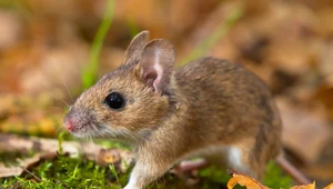 Jak skutecznie odstraszyć myszy? Sprawdzone sposoby 