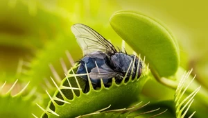 Muchołówka - antidotum na owady 