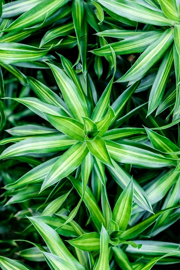 fargesia nitida 'great wall' Fargesia nitida 'Great Wall' – Majestic Trees main image 1