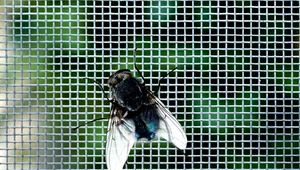 Jak pozbyć się much z domu i ogródka? Sprawdzone sposoby