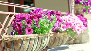 Jakie kwiaty najlepiej wybrać na balkon?