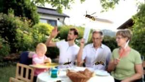 Jak chronić dom, żywność i skórę przed osami i pszczołami?