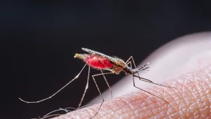 Jak odstraszyć komary? Skuteczne sposoby