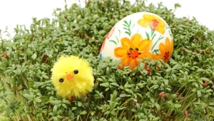 Kiedy i jak zasiać rzeżuchę i owies na Wielkanoc?