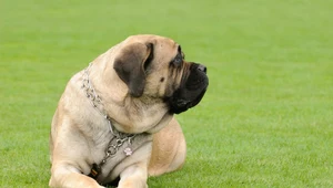 Mastiff angielski: pies stróż