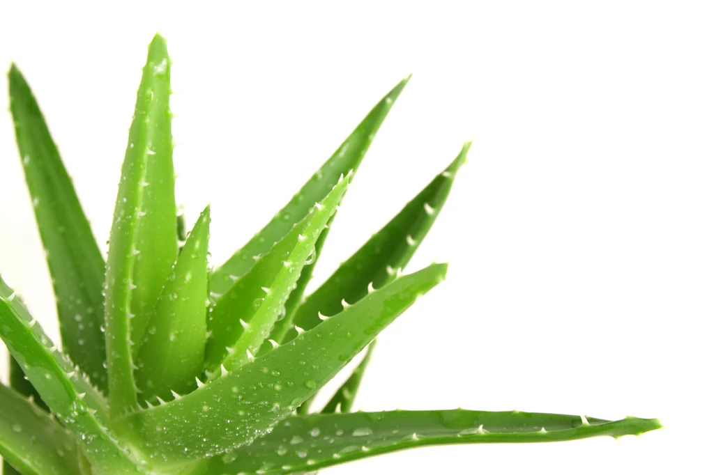 aloes