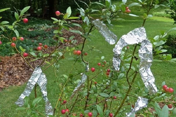 folia aluminiowa ogród