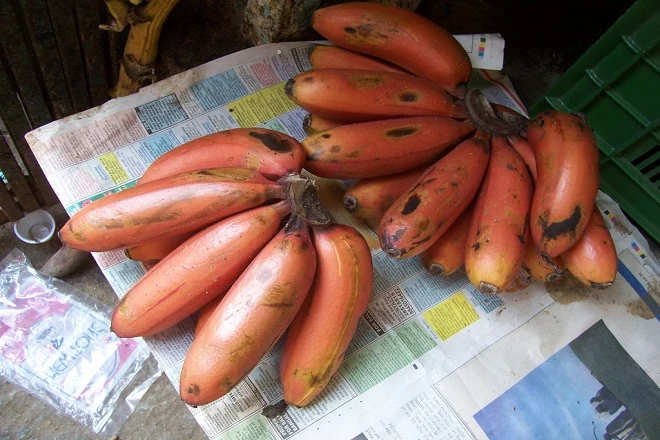 właściwości czerwonych bananów