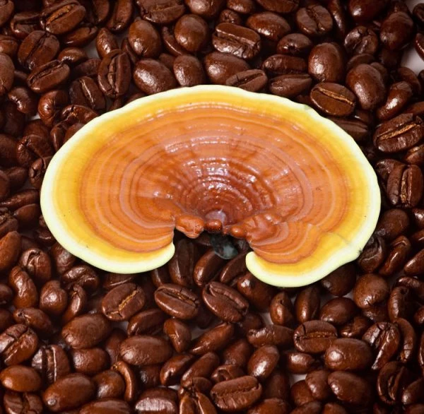 kawa grzybowa właściwości