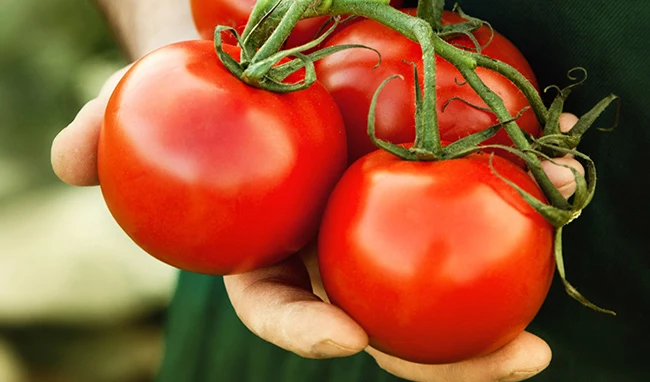 pomidory promieniowanie uv