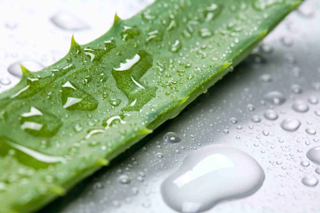 aloes właścowości aloes właścowości