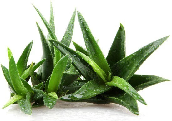 aloes aloes