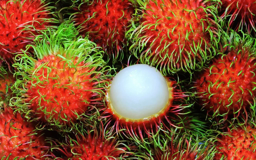 jagodziana rambutan