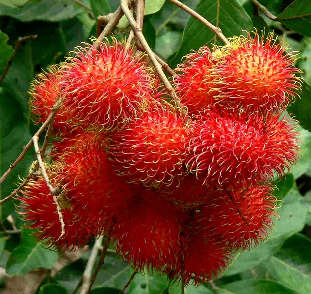owoce rambutanu