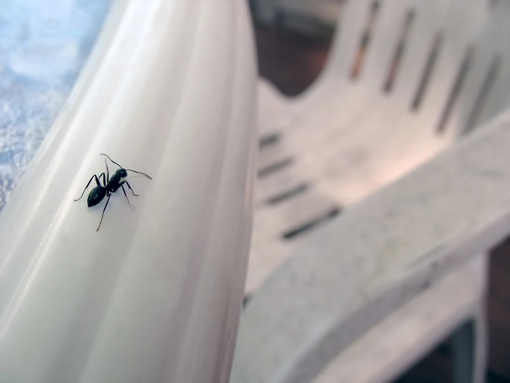 mrówki w domu