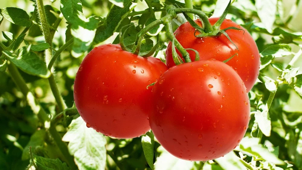 pomidory przechowywanie