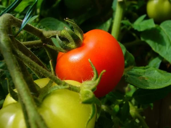 pomidory przechowywanie
