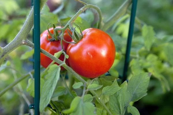 świeże pomidory przechowywanie
