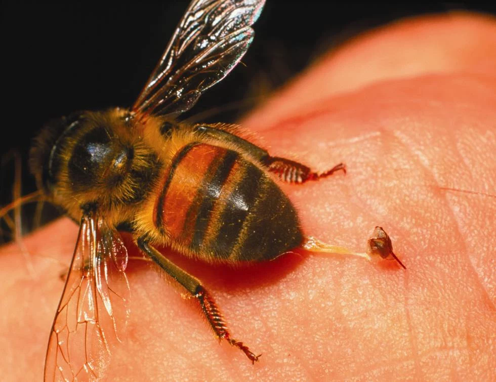 ukaszenie pszczoły