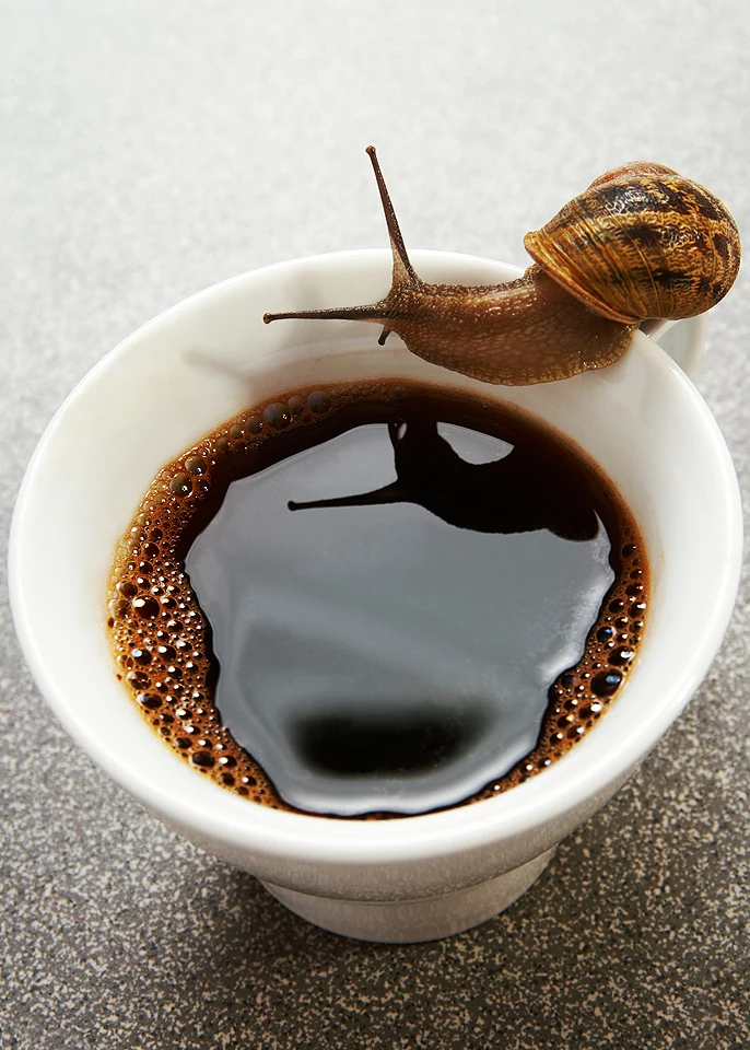 kawa na ślimaki