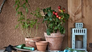 8 roślin, które możesz uprawiać w domu