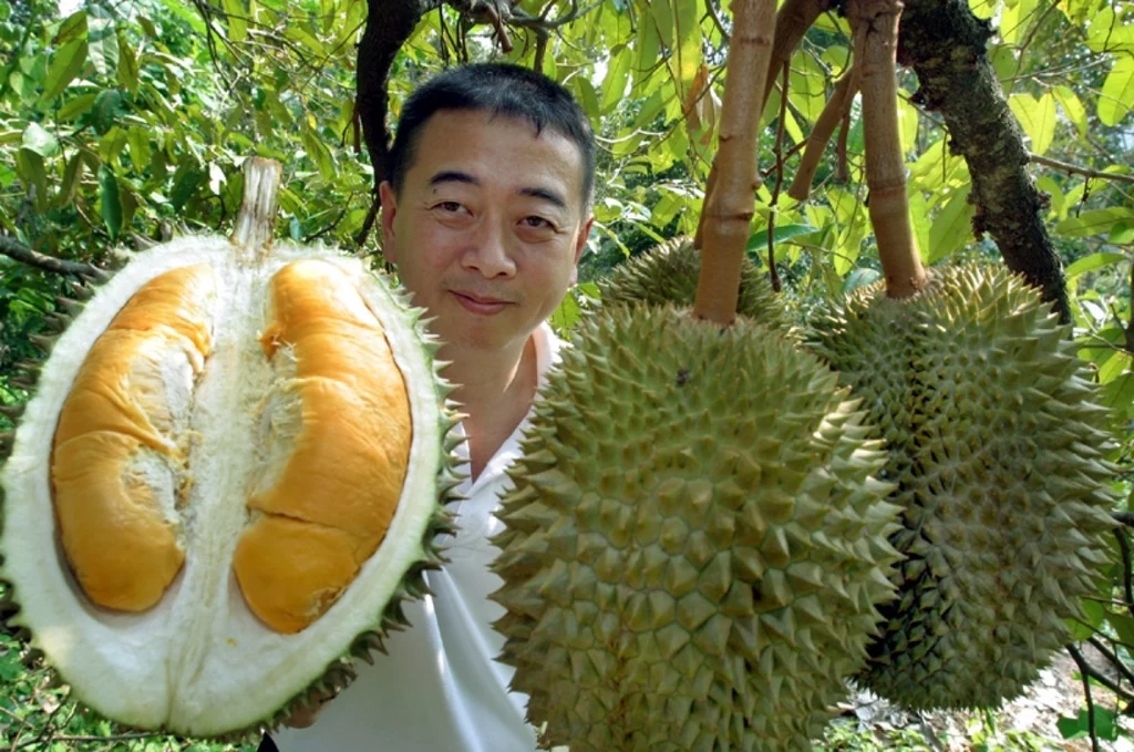 owoc durian