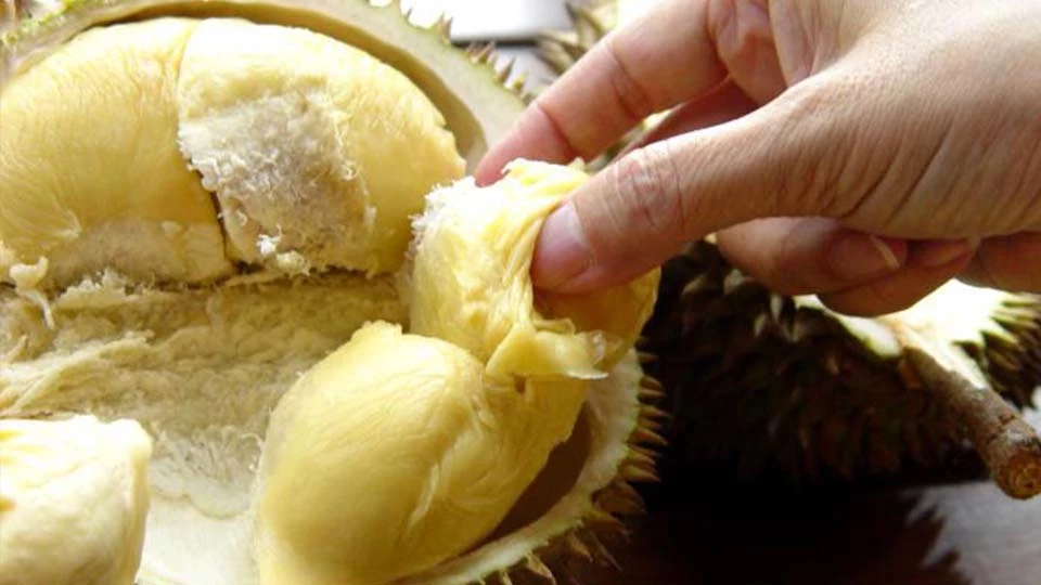 owoc duriana wlaściwości