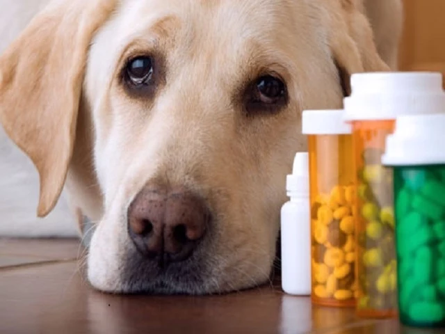 podawanie leków psu