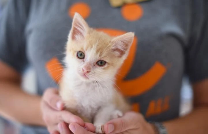 chory kotek chory kotek