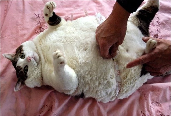 otyłość u kotów
