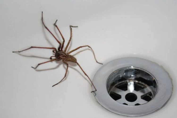 pająk w domu