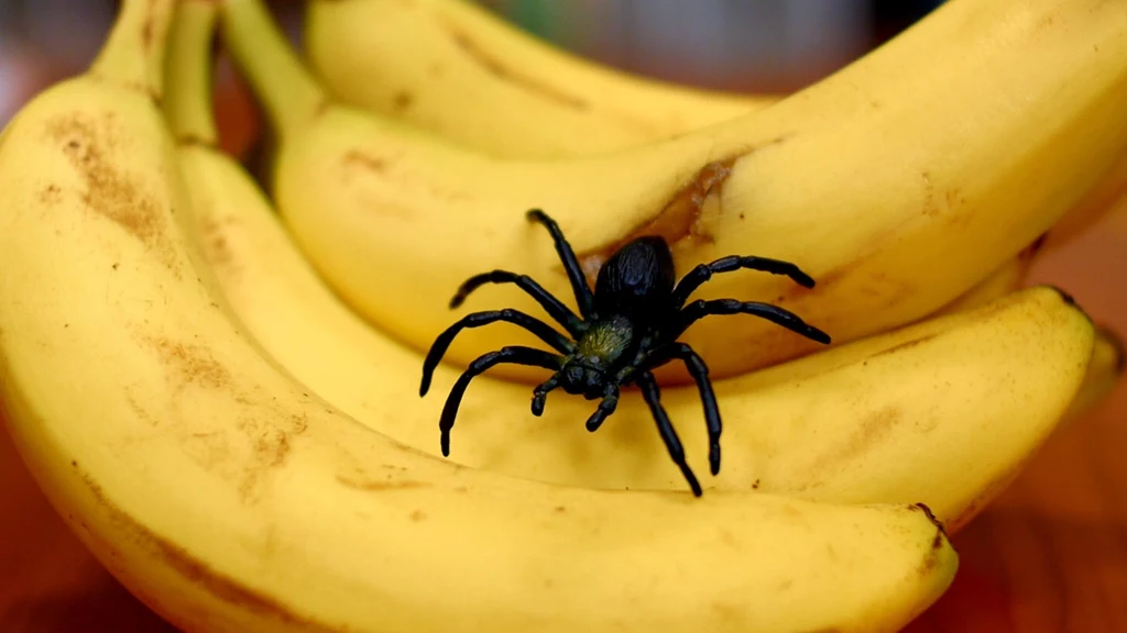 pająk w bananach
