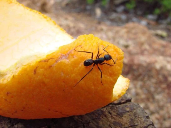 pozbywanie się mrówek