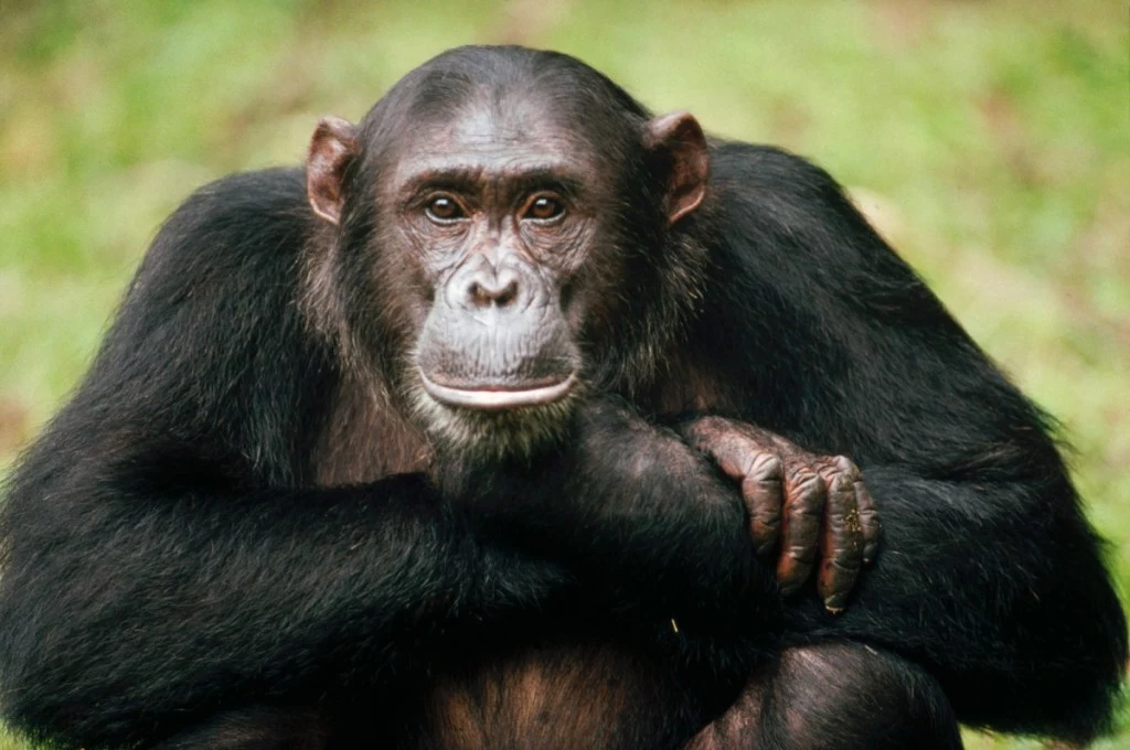 szympansy