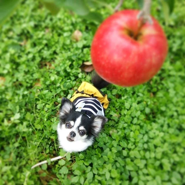 jabłka dla psa