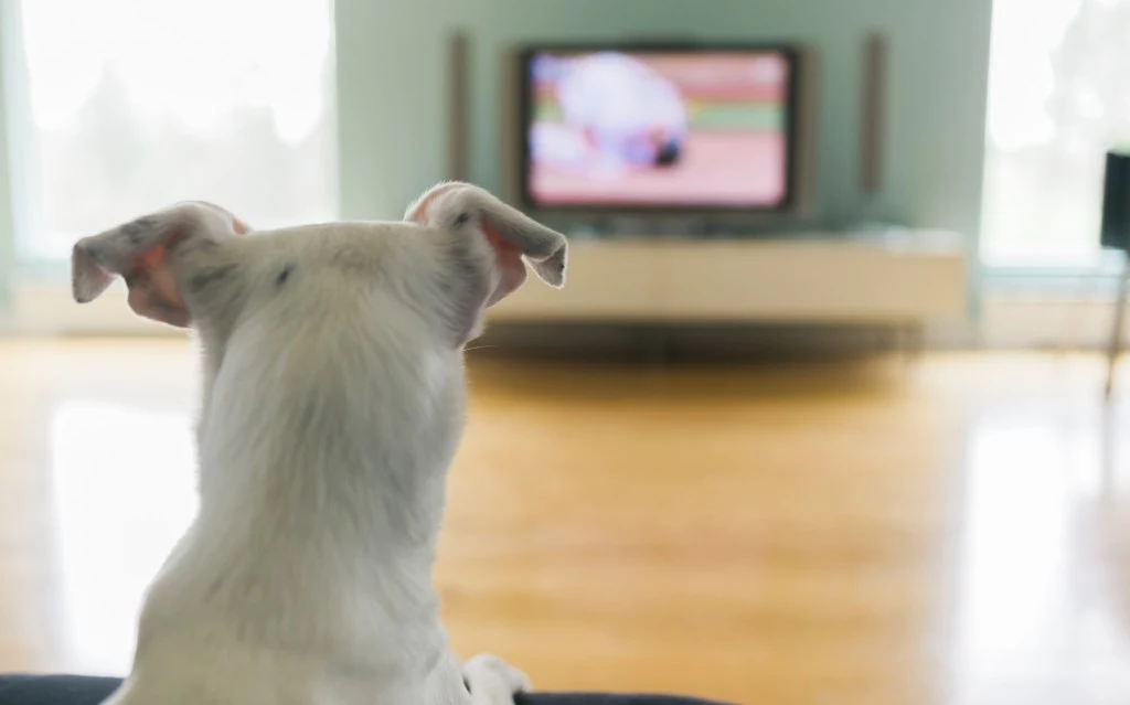 oglądanie telewizji z psem
