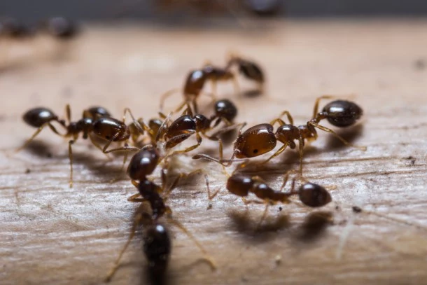 mrówki jak zwalczyć