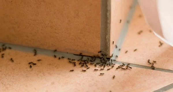 mrówki zwalczanie
