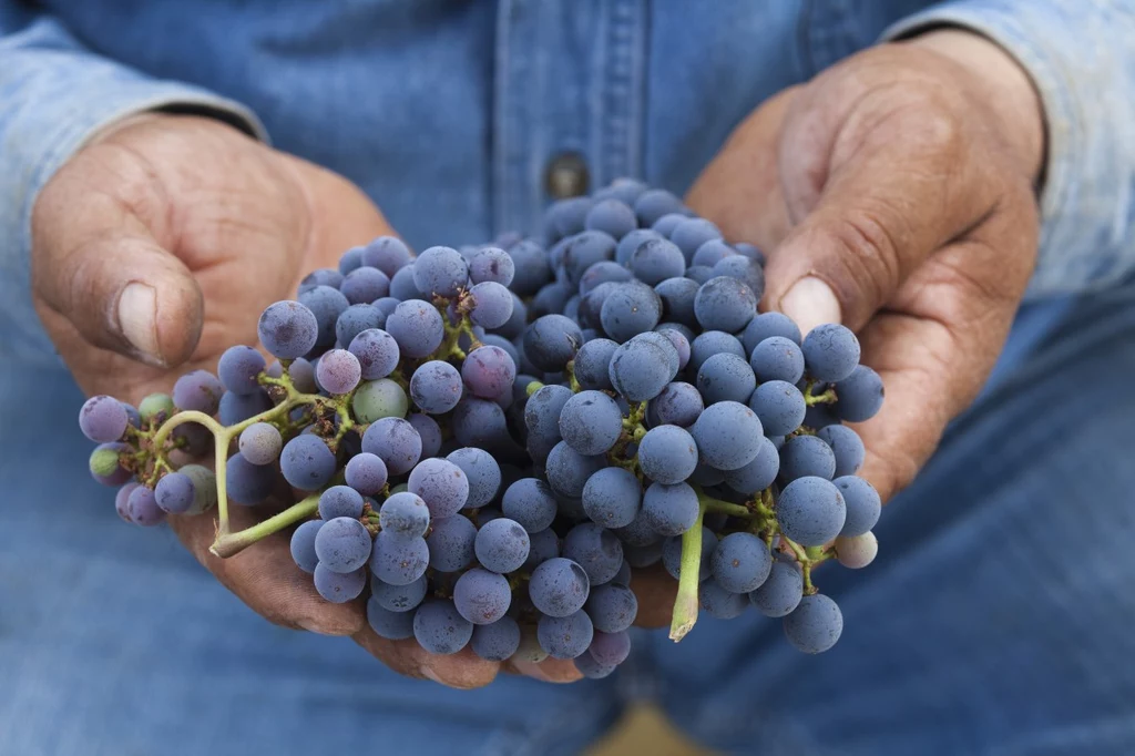 winogrona na odporność