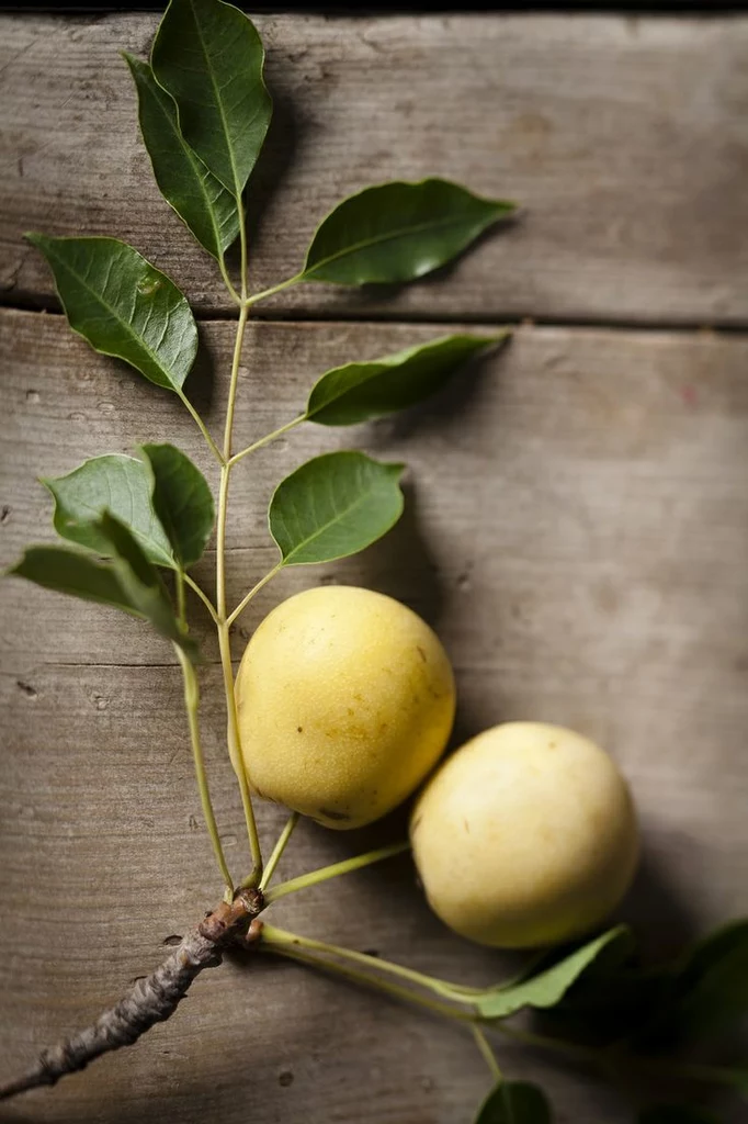 marula oil