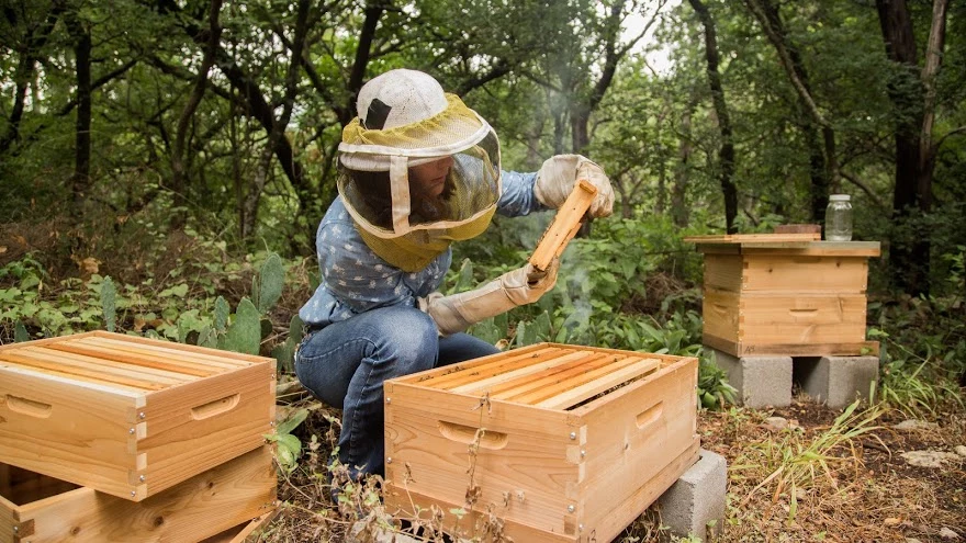 wspieranie pszczelarzy