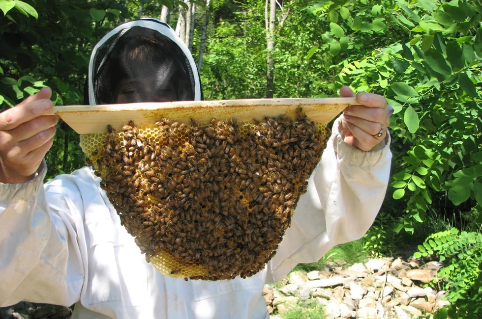 wspieranie pszczół