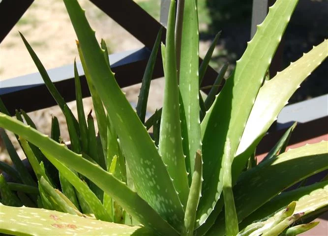 Aloes trujący dla zwierząt